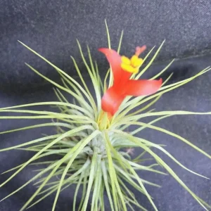Tillandsia funkiana Live Air Plant - The Funky Air Plant - Image 2