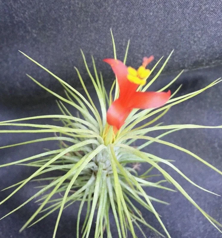 Tillandsia funkiana Live Air Plant - The Funky Air Plant - Image 2