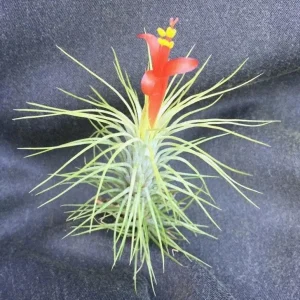 Tillandsia funkiana Live Air Plant - The Funky Air Plant - Image 1