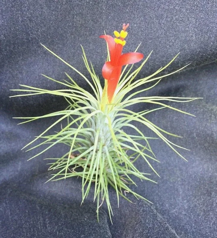 Tillandsia funkiana Live Air Plant – The Funky Air Plant – Easy Care Succulent - Image 1