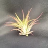 Tillandsia Ionantha Air Plant – The Blushing Bride – Live Indoor Plant - Image 1