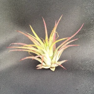 Tillandsia Ionantha Air Plant – The Blushing Bride – Live Indoor Plant - Image 1