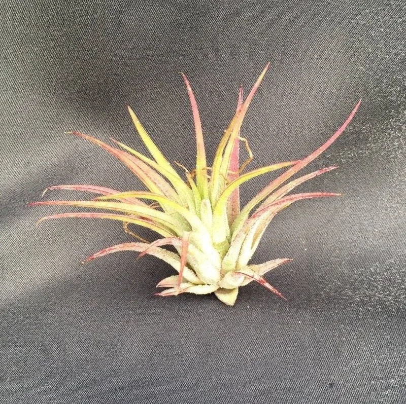 Tillandsia Ionantha Air Plant – The Blushing Bride – Live Indoor Plant - Image 1