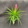 Tillandsia tenuifolia 'Emerald Forest' Live Air Plant - Easy Care - Image 1
