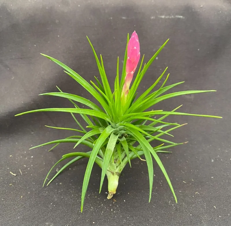 Tillandsia tenuifolia 'Emerald Forest' Live Air Plant - Easy Care - Image 1