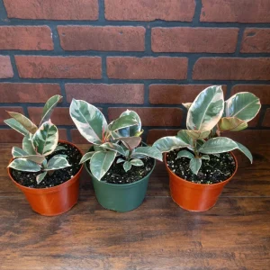 Tineke Rubber Tree Live Plant - Ficus elastica - 6 inch Pot - Indoor/Outdoor - Image 2