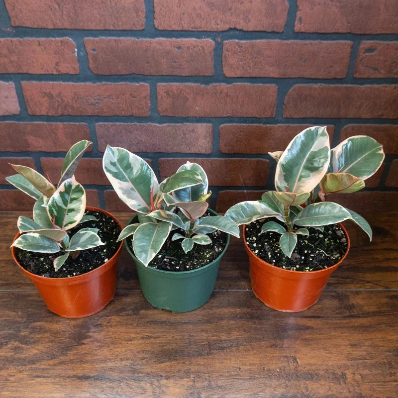 Tineke Rubber Tree Live Plant - Ficus elastica - 6 inch Pot - Indoor/Outdoor - Image 2