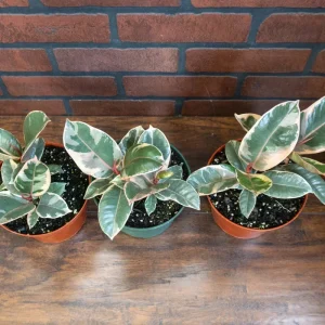 Tineke Rubber Tree Live Plant - Ficus elastica - 6 inch Pot - Indoor/Outdoor - Image 3