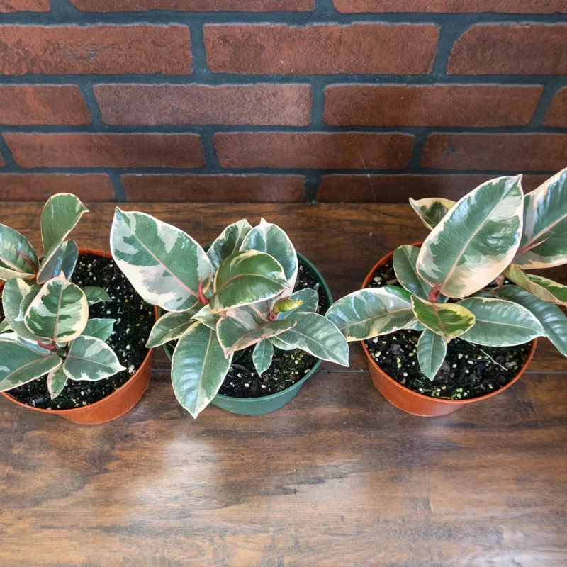 Tineke Rubber Tree Live Plant - Ficus elastica - 6 inch Pot - Indoor/Outdoor - Image 3