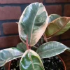 Tineke Rubber Tree Live Plant - Ficus elastica - 6 inch Pot - Indoor/Outdoor - Image 1