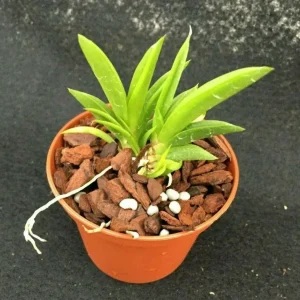 Tolumnia Popoki 'Mitzi' Miniature Orchid Live Plant – 2.5