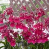 Tolumnia Popoki 'Mitzi' Miniature Orchid Live Plant – 2.5" Pot - Image 1