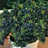 Top Hat Blueberry Live Plant - Edible Dwarf Fruit Bush - 5.25" Pot - Image 1