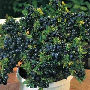 Top Hat Blueberry Live Plant - Edible Dwarf Fruit Bush - 5.25" Pot - Image 1