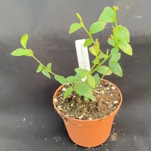 Top Hat Dwarf Blueberry Live Plant – 3" Pot – Sweet Edible Fruit - Image 2
