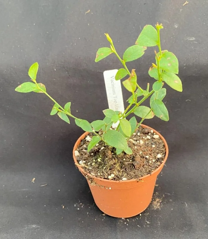 Top Hat Dwarf Blueberry Live Plant – 3" Pot – Sweet Edible Fruit - Image 2