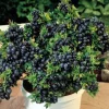 Top Hat Dwarf Blueberry Live Plant – 3" Pot – Sweet Edible Fruit - Image 1