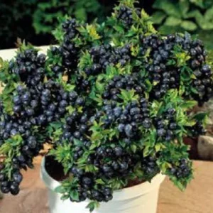 Top Hat Dwarf Blueberry Live Plant – 3" Pot – Sweet Edible Fruit - Image 1