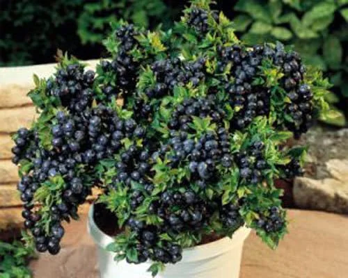 Top Hat Dwarf Blueberry Live Plant – 3" Pot – Sweet Edible Fruit - Image 1
