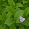 Tradescantia Brevifolia Green Queen Live Plant - Flowering Wandering Jewel - Image 1