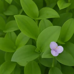 Tradescantia Brevifolia Green Queen Live Plant - Flowering Wandering Jewel - Image 1