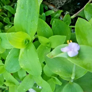 Tradescantia Brevifolia Green Queen Live Plant - Flowering Wandering Jewel - Image 2