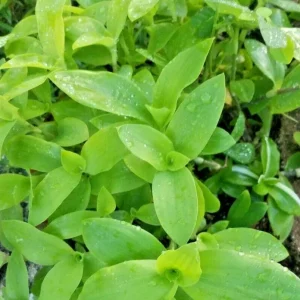 Tradescantia Brevifolia Green Queen Live Plant - Flowering Wandering Jewel - Image 3