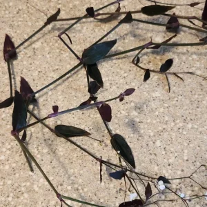 Tradescantia Gibasis 'Black Velvet Wandering Jewel' Live Plant - Potted Houseplant - Image 2
