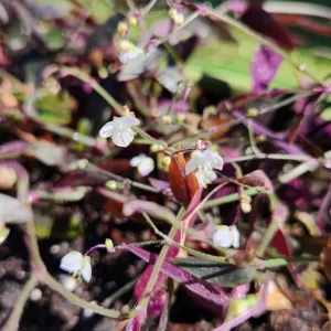Tradescantia Gibasis 'Black Velvet Wandering Jewel' Live Plant - Potted Houseplant - Image 3