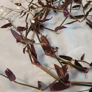 Tradescantia Gibasis 'Black Velvet Wandering Jewel' Live Plant - Potted Houseplant - Image 5