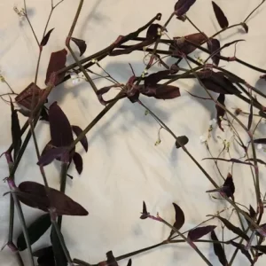 Tradescantia Gibasis 'Black Velvet Wandering Jewel' Live Plant - Potted Houseplant - Image 6