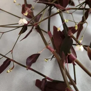 Tradescantia Gibasis 'Black Velvet Wandering Jewel' Live Plant - Potted Houseplant - Image 1