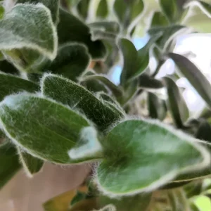Tradescantia Live Plant Collection - 8 Varieties - Instant Foliage Assortment - Image 2