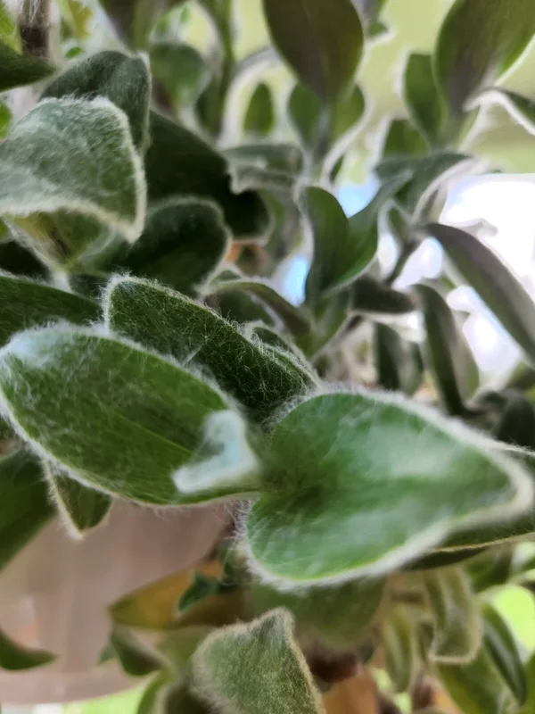 Tradescantia Live Plant Collection - 8 Varieties - Instant Foliage Assortment - Image 2