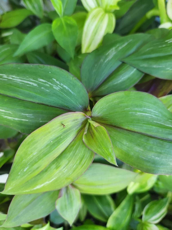Tradescantia Live Plant Collection - 8 Varieties - Instant Foliage Assortment - Image 3