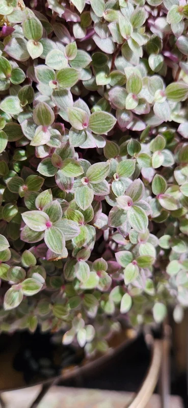 Tradescantia Live Plant Collection - 8 Varieties - Instant Foliage Assortment - Image 5