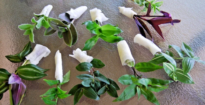Tradescantia Live Plant Collection - 8 Varieties - Instant Foliage Assortment - Image 1