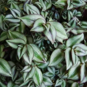 Tradescantia Live Plant Collection - 8 Varieties - Instant Foliage Assortment - Image 6