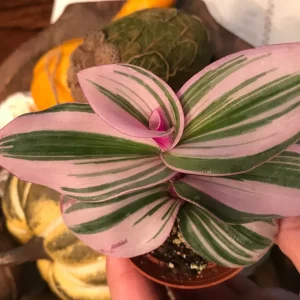 Tradescantia Nanouk Live Plant – Vibrant Pink & Green Trailing Houseplant – Variegated Bubblegum Lilac - Image 2