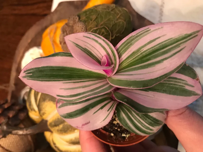 Tradescantia Nanouk Live Plant – Vibrant Pink & Green Trailing Houseplant – Variegated Bubblegum Lilac - Image 2