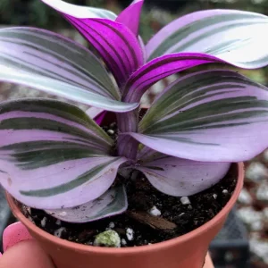 Tradescantia Nanouk Live Plant – Vibrant Pink & Green Trailing Houseplant – Variegated Bubblegum Lilac - Image 3