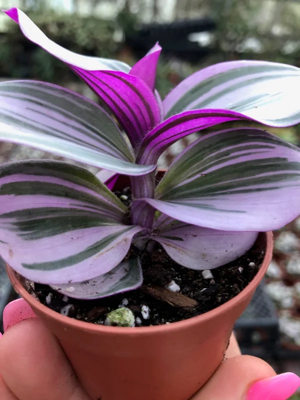 Tradescantia Nanouk Live Plant – Vibrant Pink & Green Trailing Houseplant – Variegated Bubblegum Lilac - Image 3