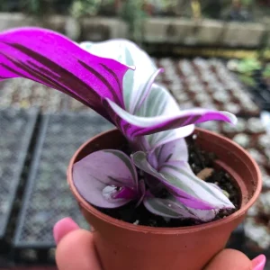 Tradescantia Nanouk Live Plant – Vibrant Pink & Green Trailing Houseplant – Variegated Bubblegum Lilac - Image 4