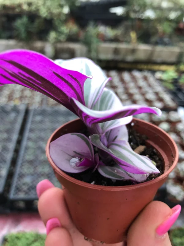 Tradescantia Nanouk Live Plant – Vibrant Pink & Green Trailing Houseplant – Variegated Bubblegum Lilac - Image 4