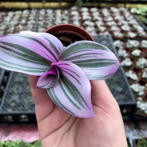 Tradescantia Nanouk Live Plant – Vibrant Pink & Green Trailing Houseplant – Variegated Bubblegum Lilac - Image 5