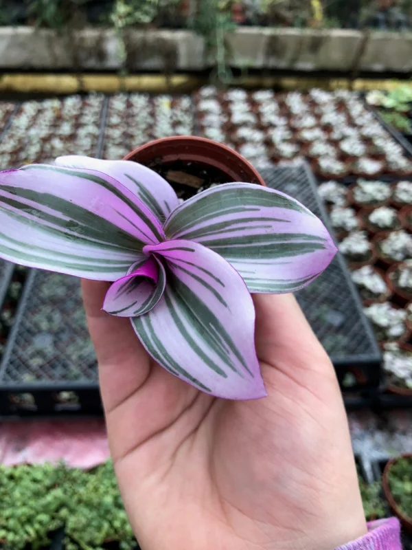 Tradescantia Nanouk Live Plant – Vibrant Pink & Green Trailing Houseplant – Variegated Bubblegum Lilac - Image 5