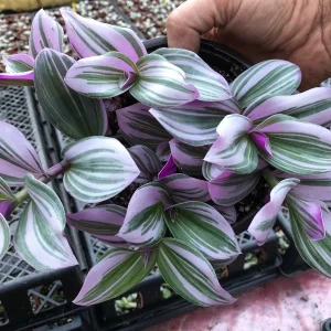 Tradescantia Nanouk Live Plant – Vibrant Pink & Green Trailing Houseplant – Variegated Bubblegum Lilac - Image 6