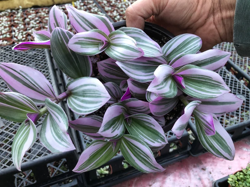 Tradescantia Nanouk Live Plant – Vibrant Pink & Green Trailing Houseplant – Variegated Bubblegum Lilac - Image 6