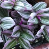 Tradescantia Nanouk Live Plant – Vibrant Pink & Green Trailing Houseplant – Variegated Bubblegum Lilac - Image 1