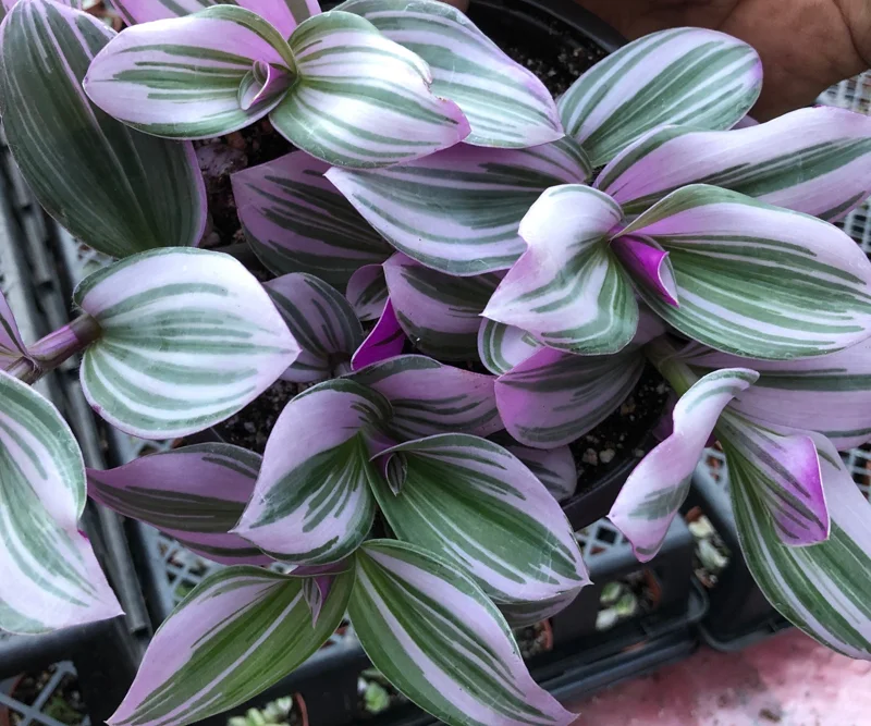 Tradescantia Nanouk Live Plant – Vibrant Pink & Green Trailing Houseplant – Variegated Bubblegum Lilac - Image 1